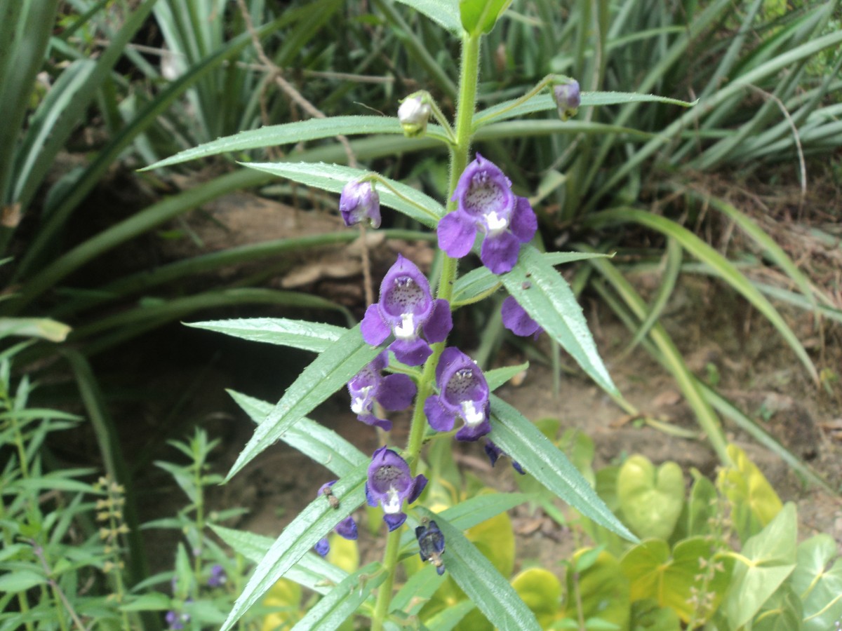 Angelonia